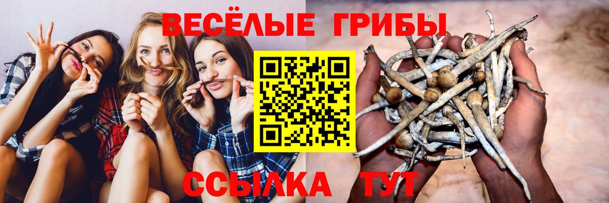 Пятигорск  Псилоцибиновые грибы прущие грибы  Вход с VPN 